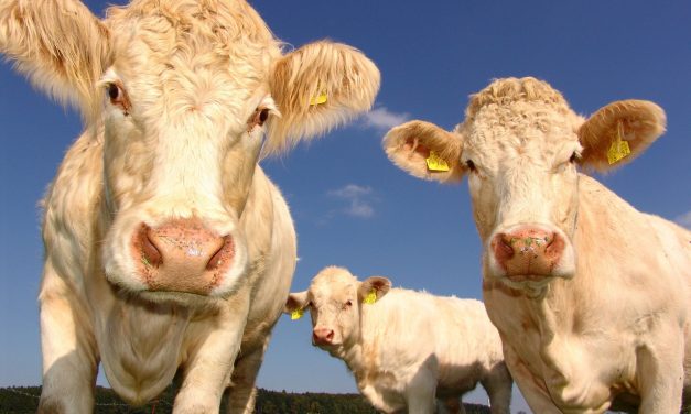 Où trouver une formation agricole ?