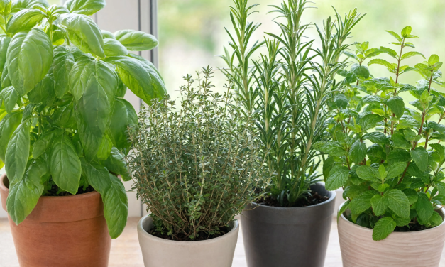 Stimulation sensorielle et bien-être : quel regard médical sur l&rsquo;usage des substances aromatiques ?